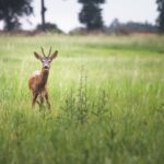 Nowoczesne Krzesła Tapicerowane: Luksus i Wygoda w Jednym